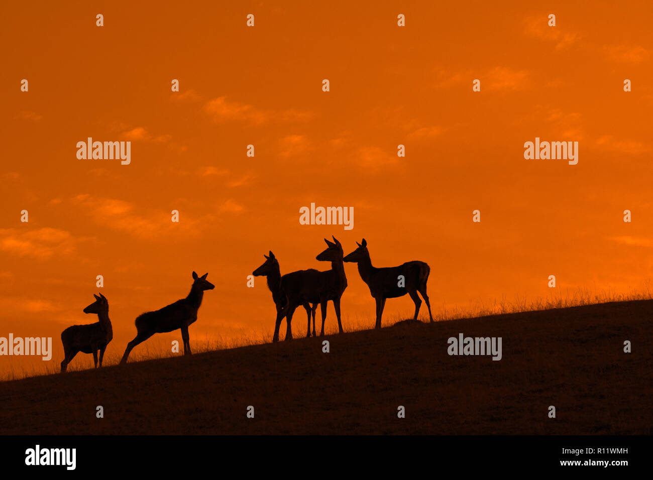 Red Deer (Cervus elaphus) hinds / femmes de mineurs silhouetted against orange sunset sky Banque D'Images