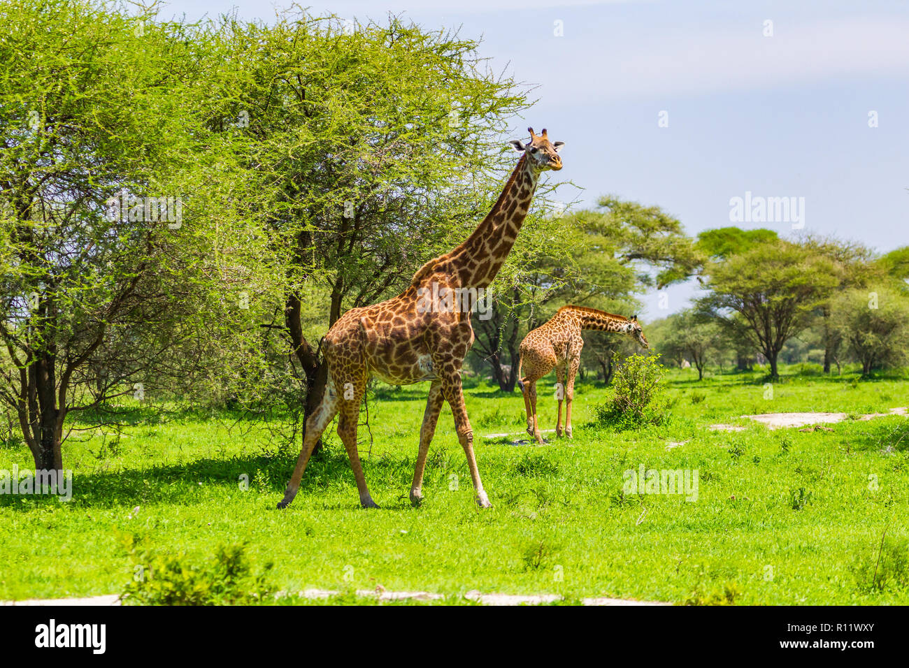 Girafe Parc national de Tarangire, en Tanzanie. Banque D'Images