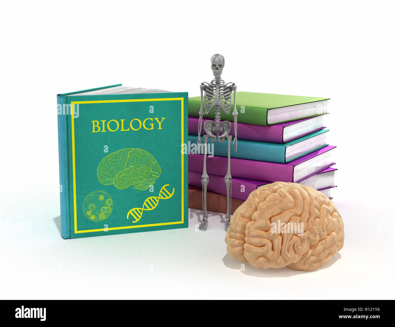 Livres sur la biologie se trouvent dans une pile à côté d'eux et le squelette et le cerveau de rendu 3D sur un fond blanc Banque D'Images