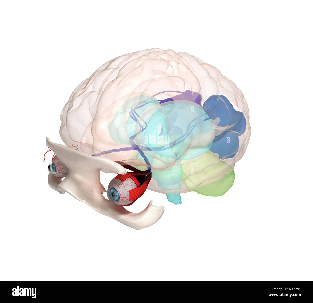 L'anatomie et la structure de l'œil, les muscles, les nerfs et les vaisseaux sanguins des yeux 3d illustration Banque D'Images