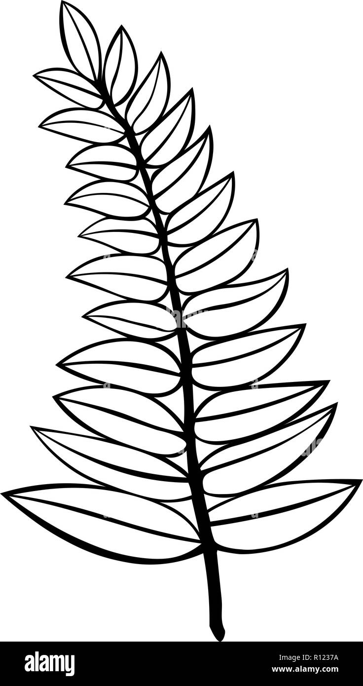 Pour l'illustration pour la coloration, contour vector illustration d'une succursale isolé sur fond blanc. incolore. tatouage. logo. Illustration de Vecteur