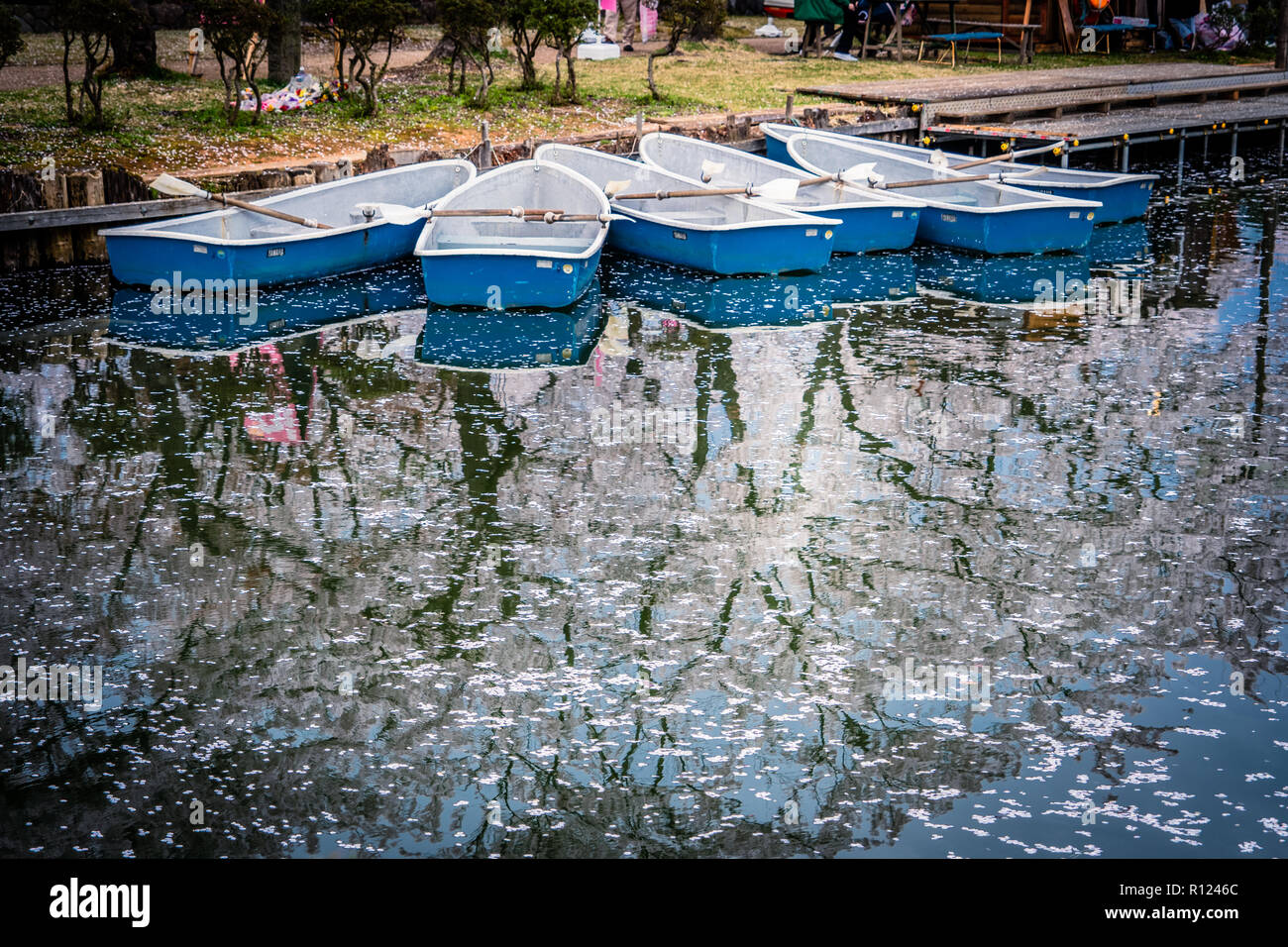 Les fleurs de cerisier à Takada-jo à Joestu. La Préfecture de Niigata Banque D'Images
