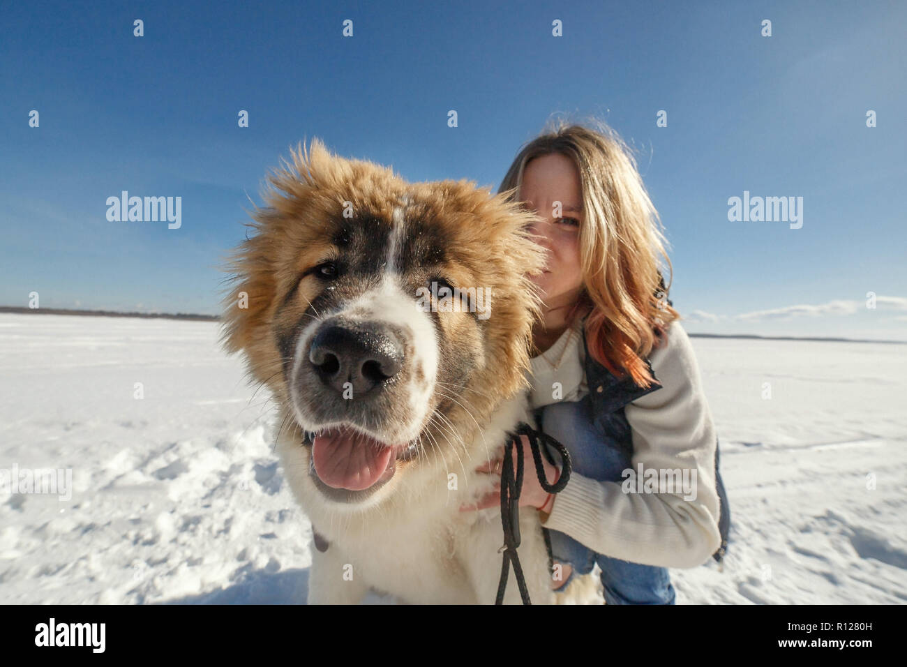 Jeune Femme Et Son Chien De Berger Du Caucase Sont Serrant