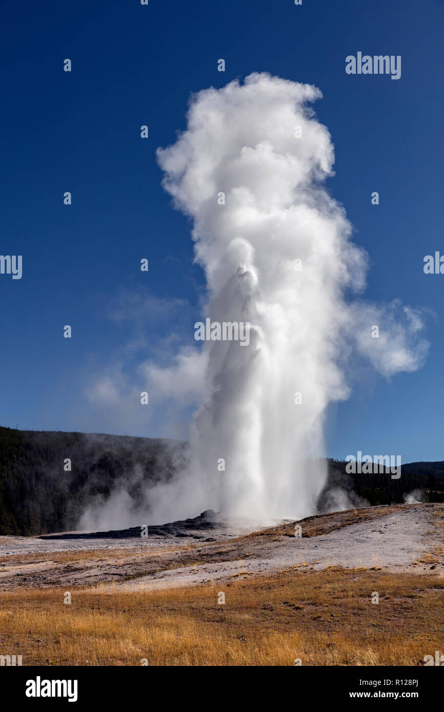 WY03593-00...WYOMING - Old Faithful Geyser dans le Parc National de Yellowstone. Banque D'Images