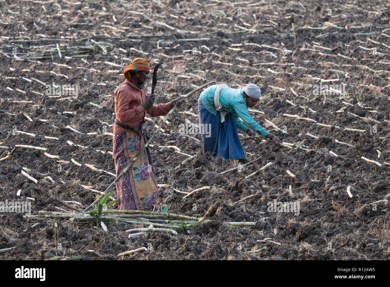 Une vue des femmes exploitant agricole travaillant dans l'agriculture en terre Anegundi Koppal,District,Karnataka,Inde le 13 octobre 2018 Banque D'Images