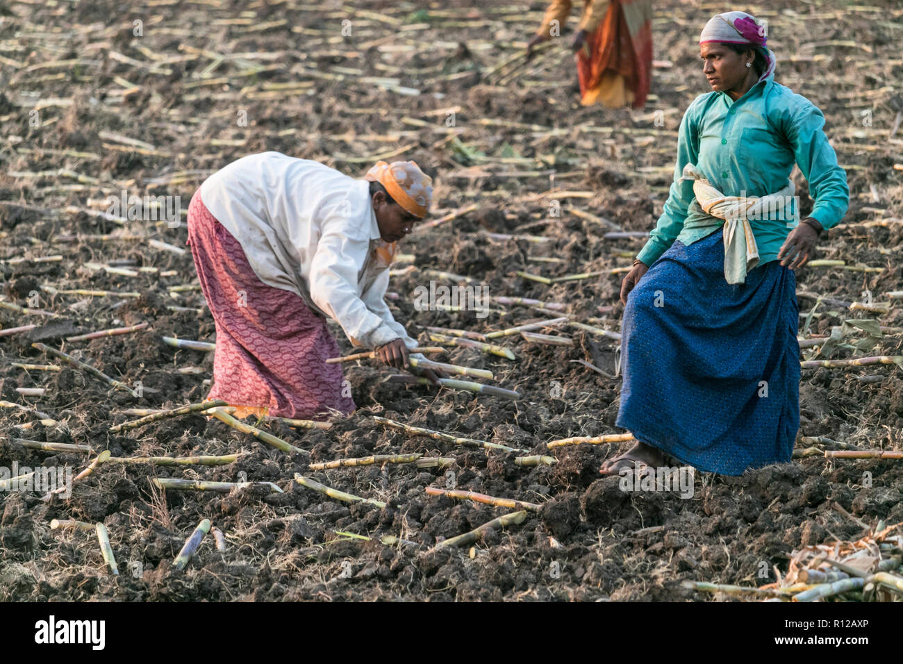 Une vue des femmes exploitant agricole travaillant dans l'agriculture en terre Anegundi Koppal,District,Karnataka,Inde le 13 octobre 2018 Banque D'Images