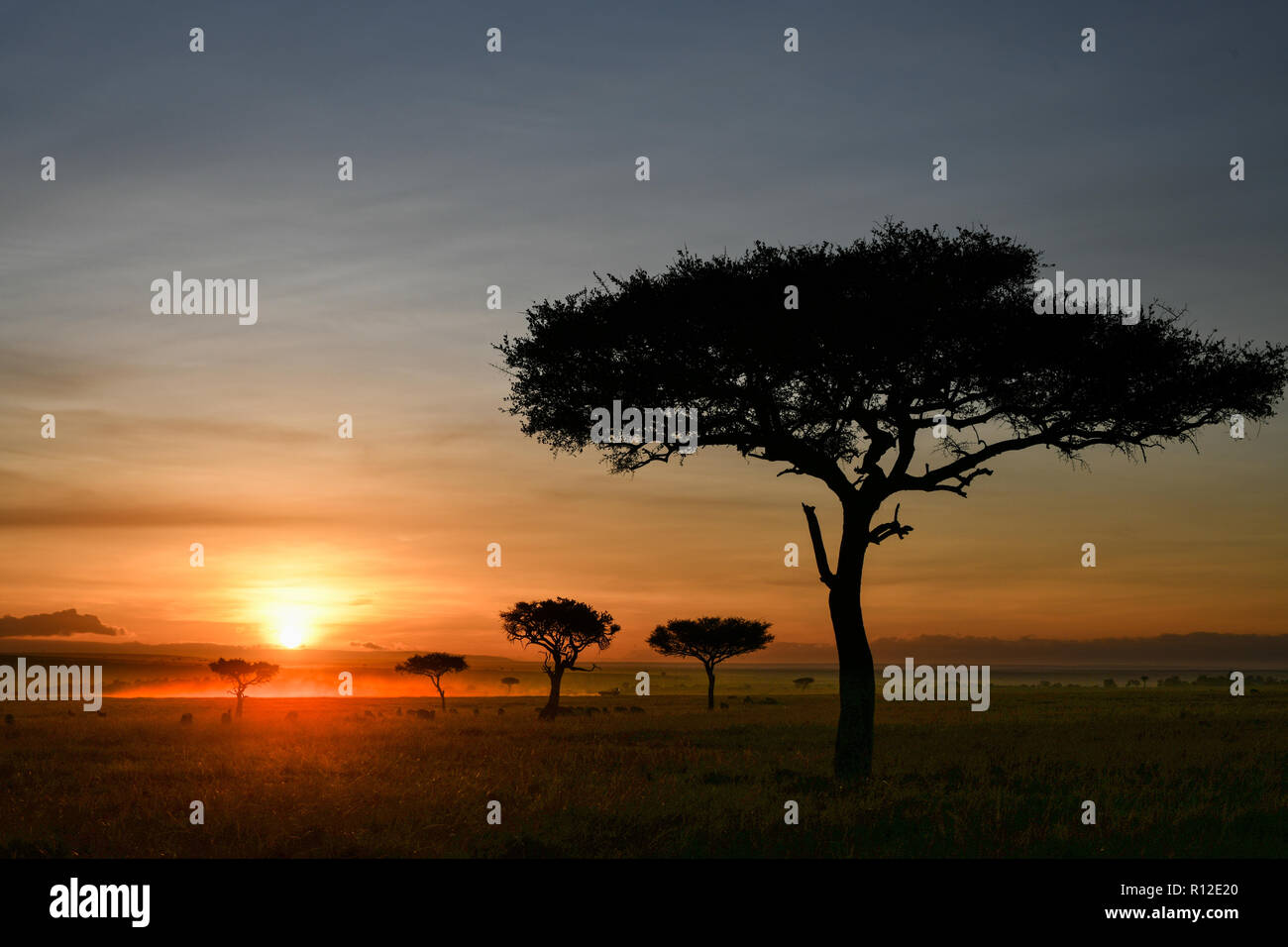 L'aube sur des plaines de Masai Mara, Kenya Banque D'Images