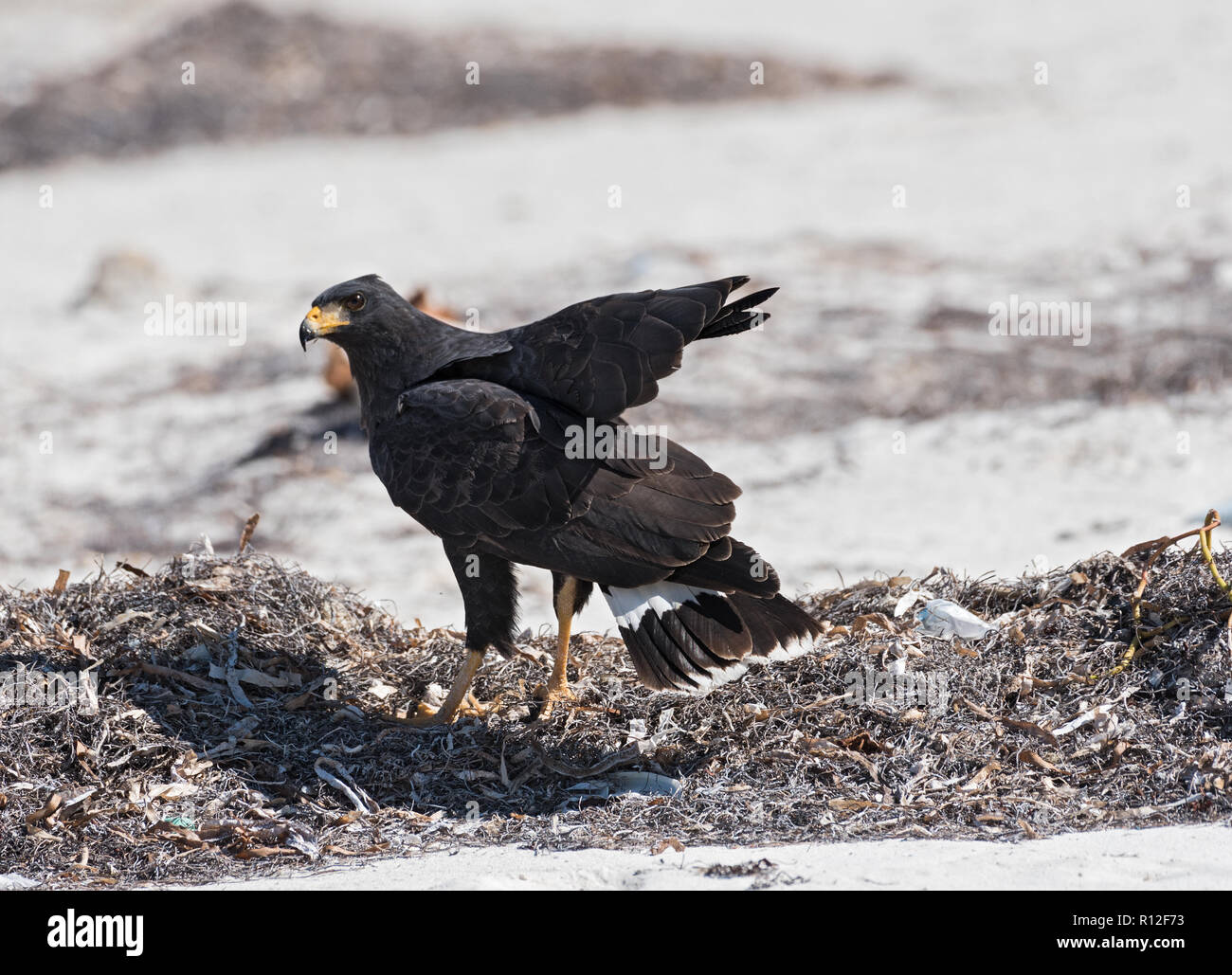 Jeune noir accipitriformes sur la plage de Yucatan, Mexique. Banque D'Images