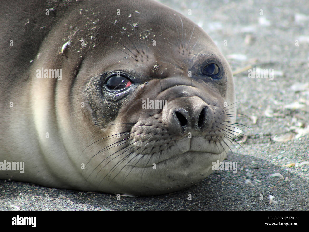 Portrait En Gros Plan Du Visage D Un Jeune Aux Yeux Rouges Bebe Phoque Sur Une Plage En Georgie Du Sud Dans L Atlantique Sud Photo Stock Alamy