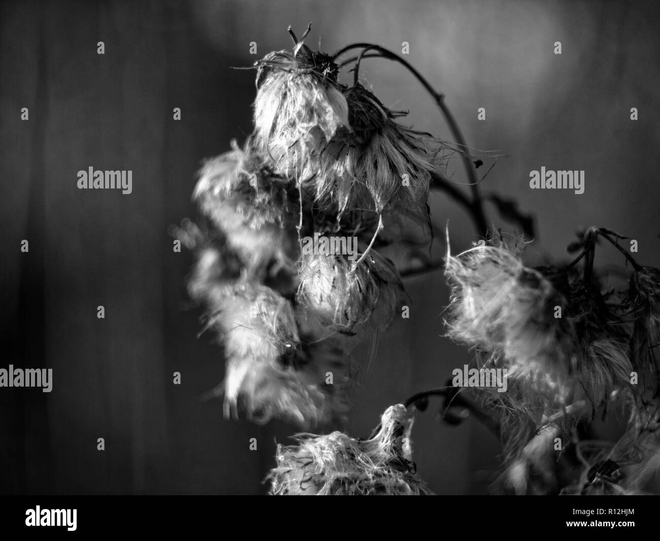 Herbe sèche dans le jardin macro, photo en noir et blanc Banque D'Images