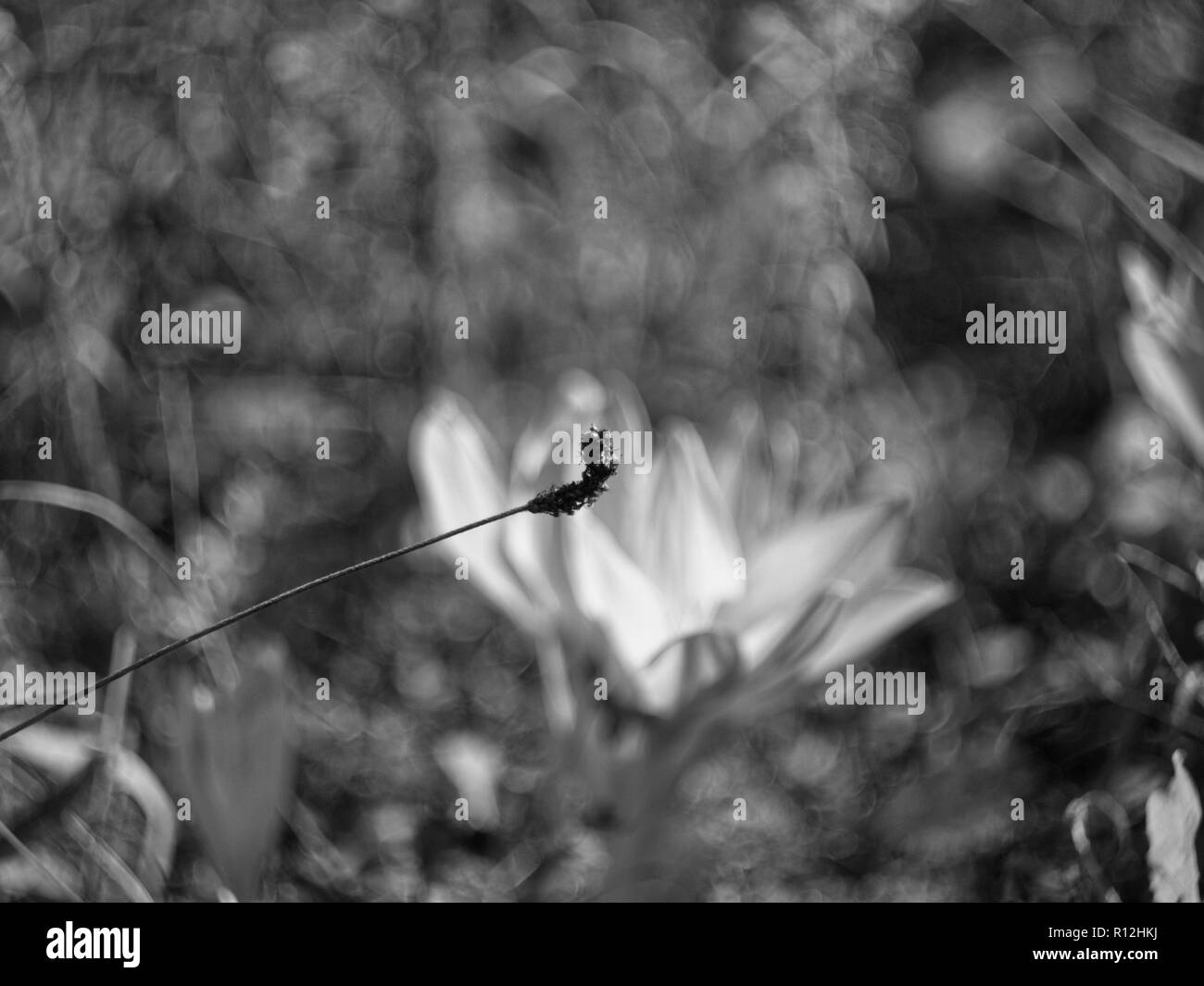 Herbe sèche dans le jardin macro, photo en noir et blanc Banque D'Images