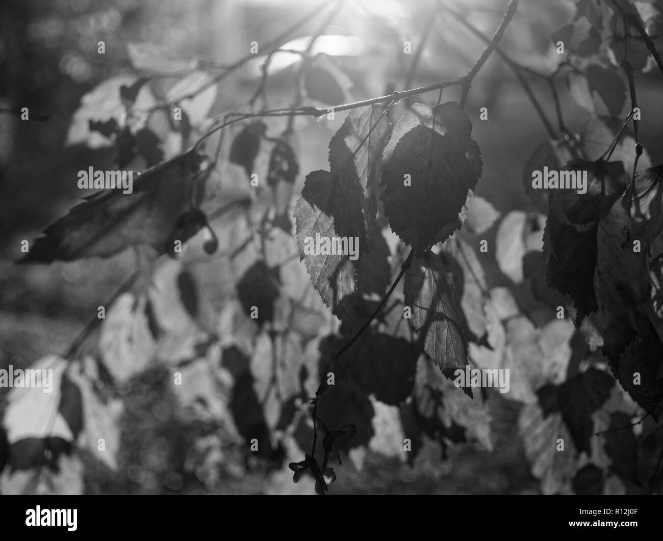 Feuilles de bouleau dans le jardin en été, photographie en noir et blanc Banque D'Images