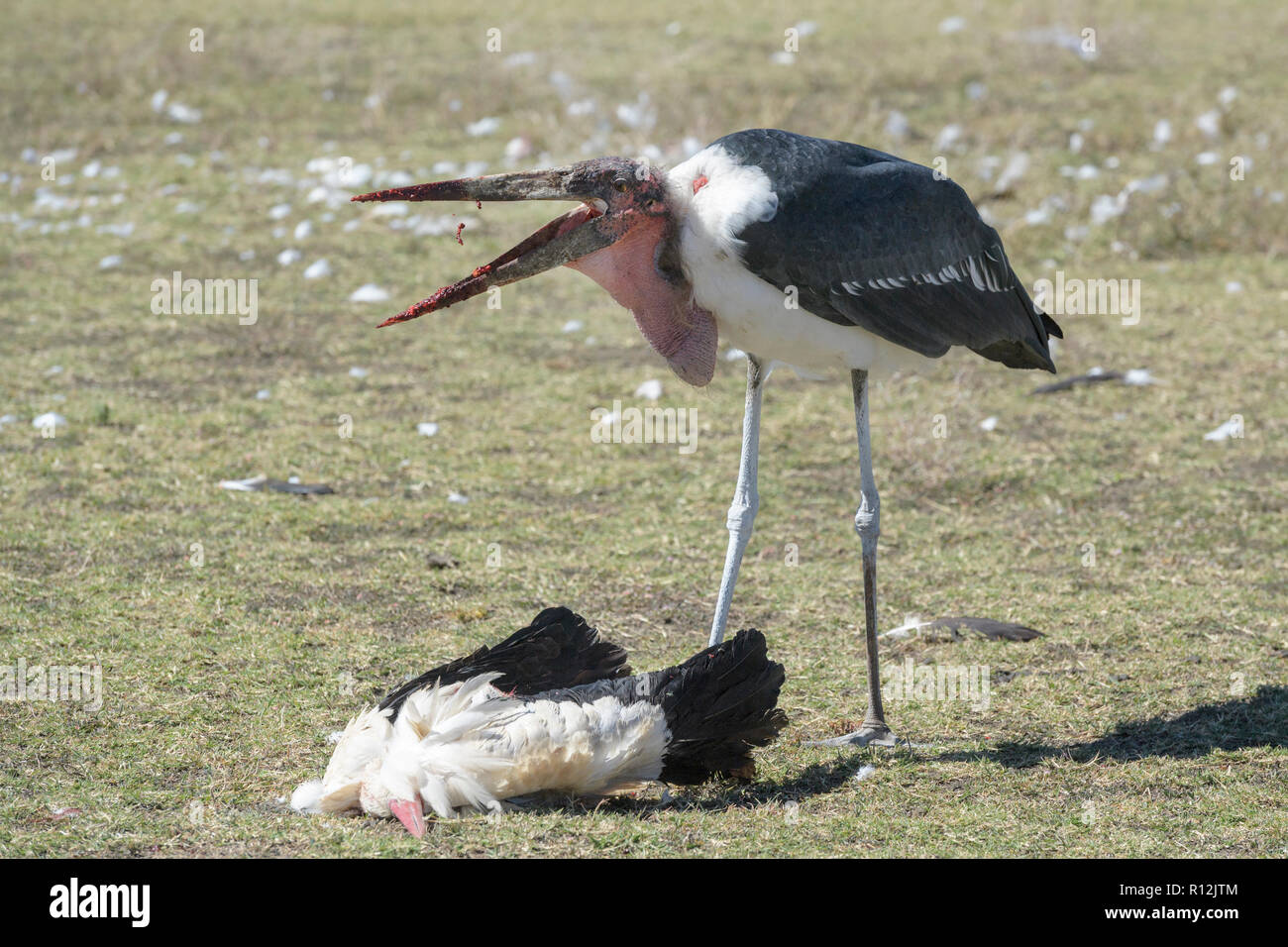 Marabou stork (crumeniferus Flamant rose (Phoenicopterus ruber) se nourrissent de la carcasse d'une cigogne blanche (Ciconia ciconia) sur la savane, zone de conservation de Ngorongoro, en Tanzanie. Banque D'Images