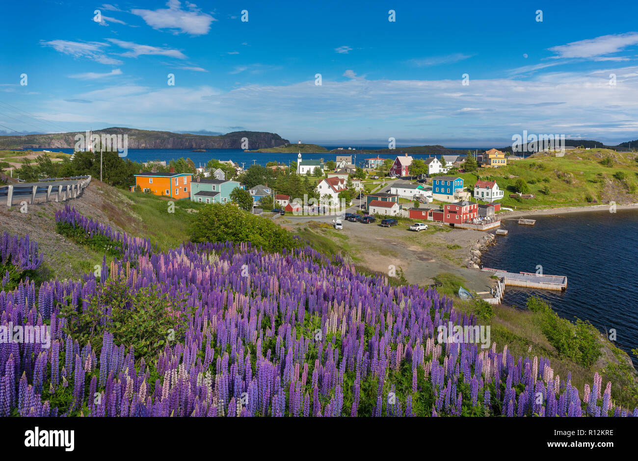 Trinité, Terre-Neuve, Canada - Mauve lupins fleurissent à la petite ville de Trinity. Lupinus. Banque D'Images