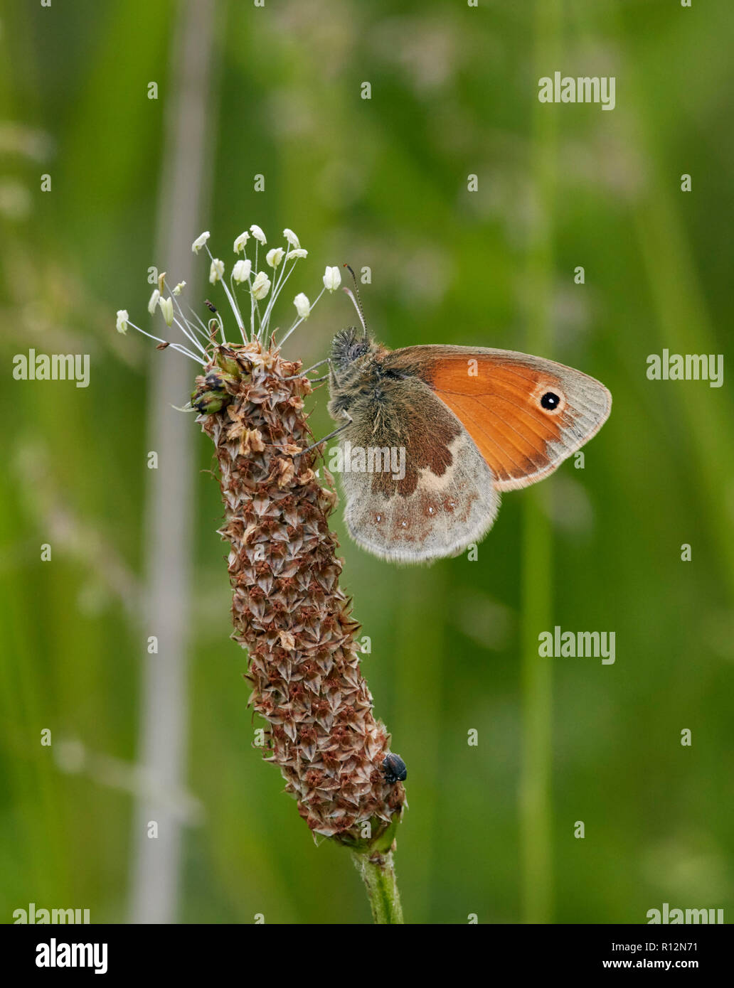 Petit Heath sur fleur de plantain. West Molesey, Surrey, Angleterre. Banque D'Images