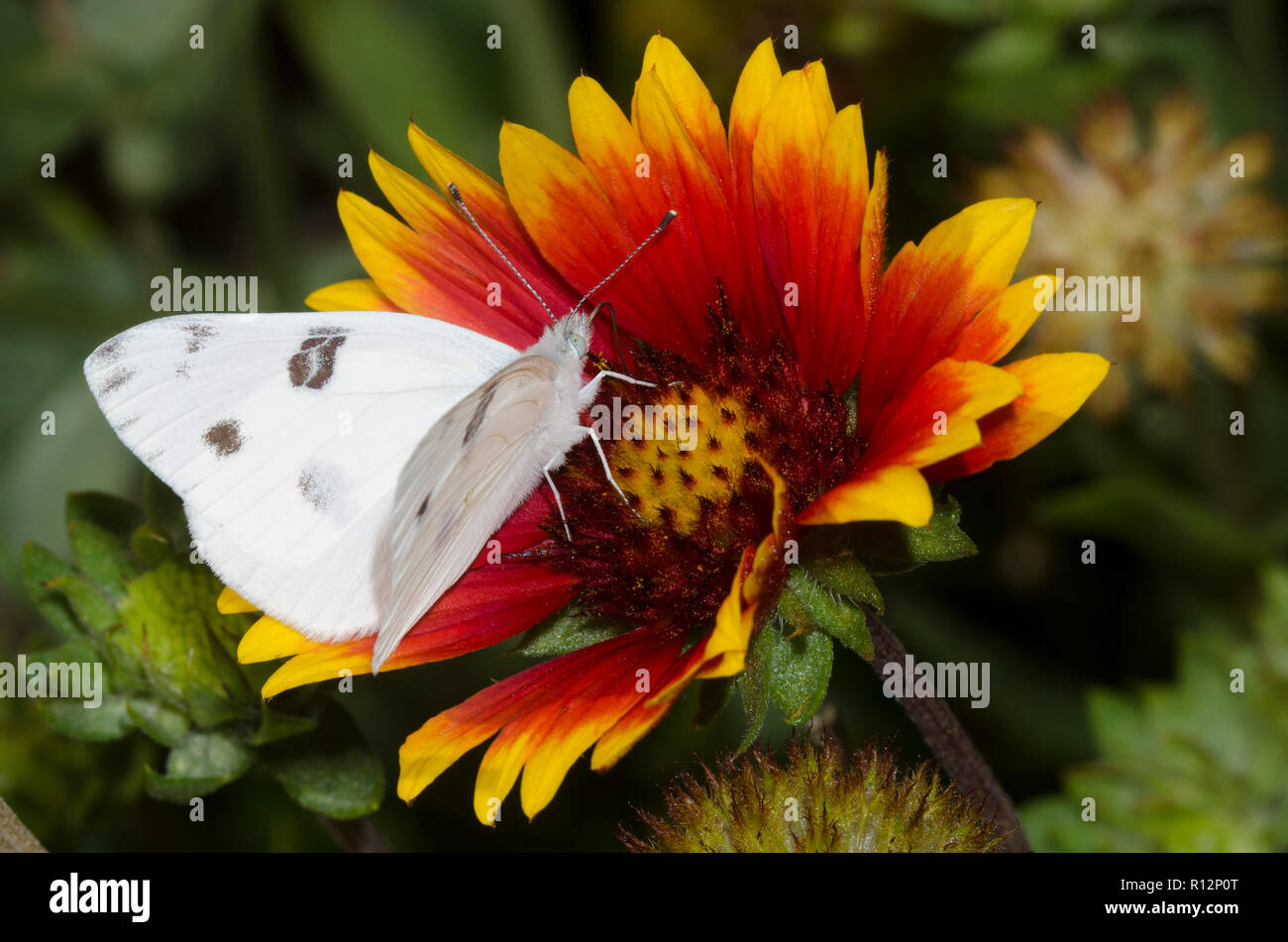Pontia protodice blanc à carreaux, couverture, sur fleur, Gaillardia sp. Banque D'Images