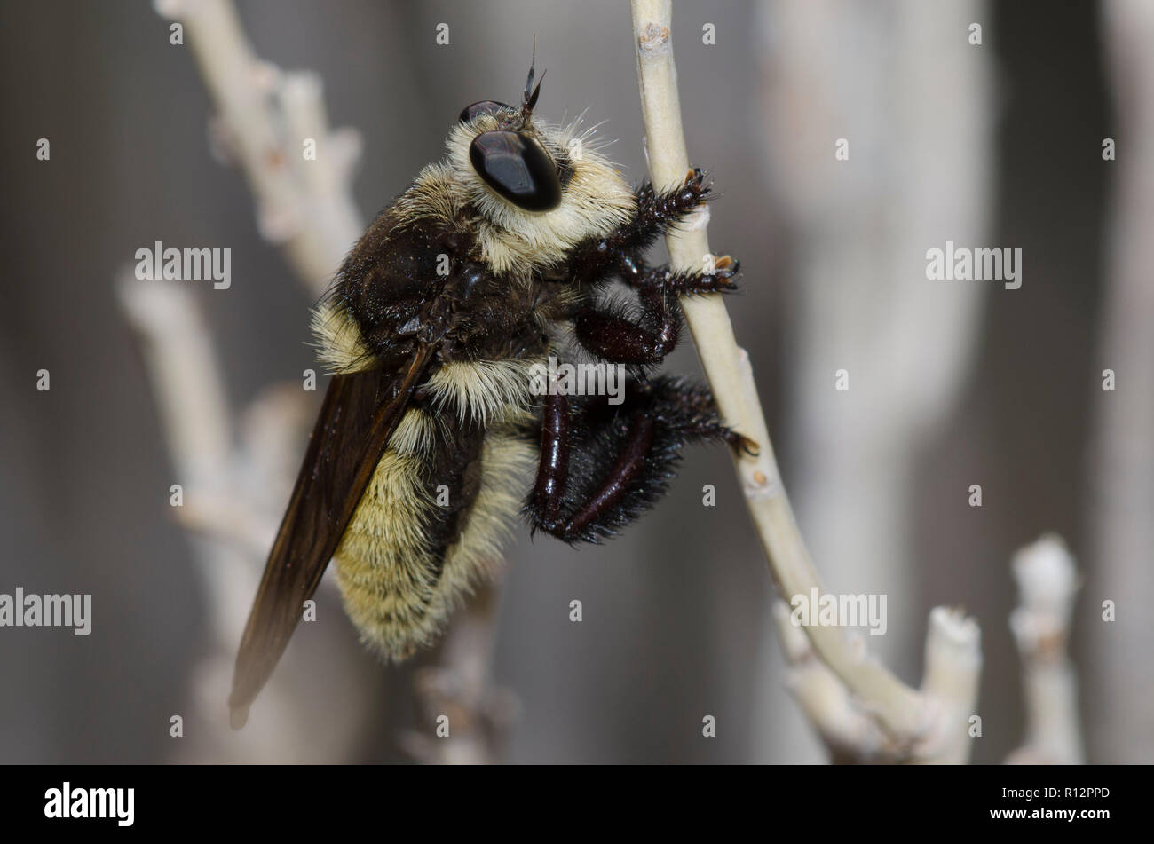 Killer Bee, Mallophora fautrix Banque D'Images
