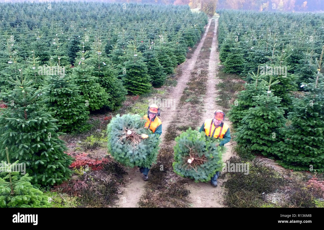 Kühren Schleswig-Holstein, en Allemagne. 9 Nov 2018. 09 novembre 2018, le Schleswig-Holstein, Kühren : Deux employés transporter les arbres de Noël fraîchement coupé d'une culture de Gut Kühren. La Chambre d'Agriculture a officiellement commencé l'arbre de noël saison ici. Dans le Schleswig-Holstein, environ 17 millions d'arbres de Noël poussent sur 2000 hectares de plus de 200 exploitations agricoles. Photo : Carsten Rehder/dpa dpa : Crédit photo alliance/Alamy Live News Banque D'Images