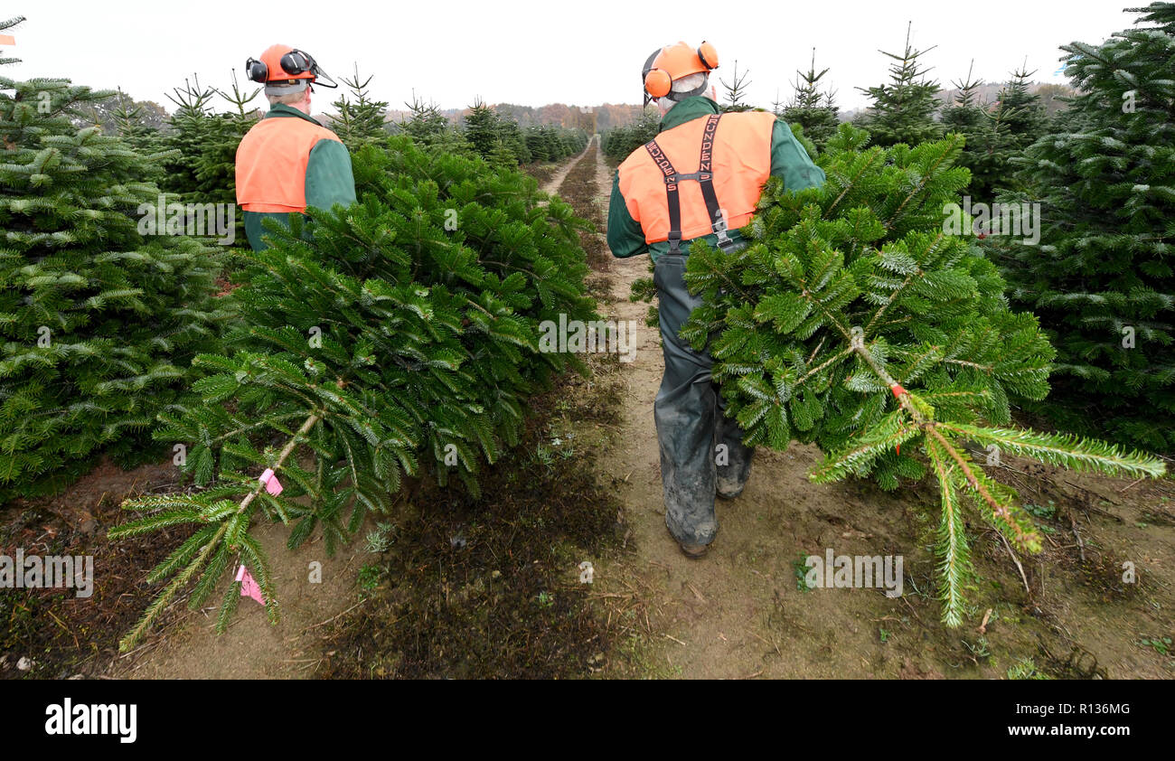 Kühren Schleswig-Holstein, en Allemagne. 9 Nov 2018. 09 novembre 2018, le Schleswig-Holstein, Kühren : Deux employés transporter les arbres de Noël fraîchement coupé d'une culture de Gut Kühren. La Chambre d'Agriculture a officiellement commencé l'arbre de noël saison ici. Dans le Schleswig-Holstein, environ 17 millions d'arbres de Noël poussent sur 2000 hectares de plus de 200 exploitations agricoles. Photo : Carsten Rehder/dpa dpa : Crédit photo alliance/Alamy Live News Banque D'Images