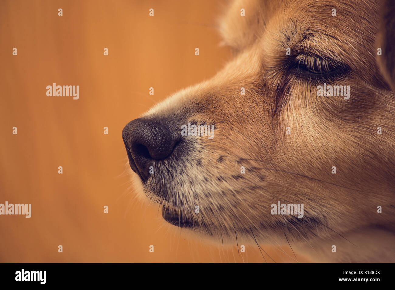 Gros plan du nez de chien chien, nez et visage avec fond brun, animal animaux Banque D'Images