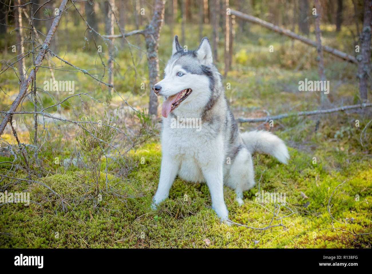 Chien Husky Sibérien Aux Yeux Bleus Se Distingue Et Se