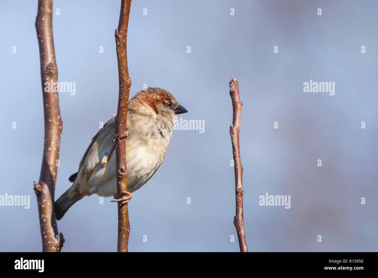 Libre Dun Homme Oiseau Moineau Domestique Passer