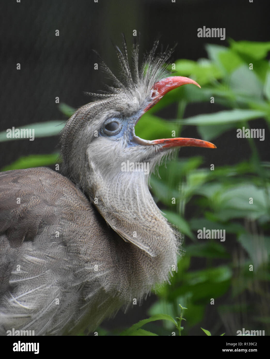 Cormoran à cariema faisant d'oiseaux tout à fait un peu de bruit. Banque D'Images