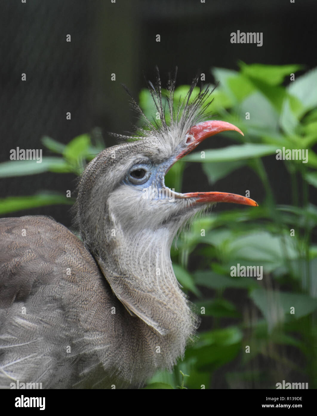 Pattes rouge seriema oiseau avec sa bouche grande ouverte. Banque D'Images