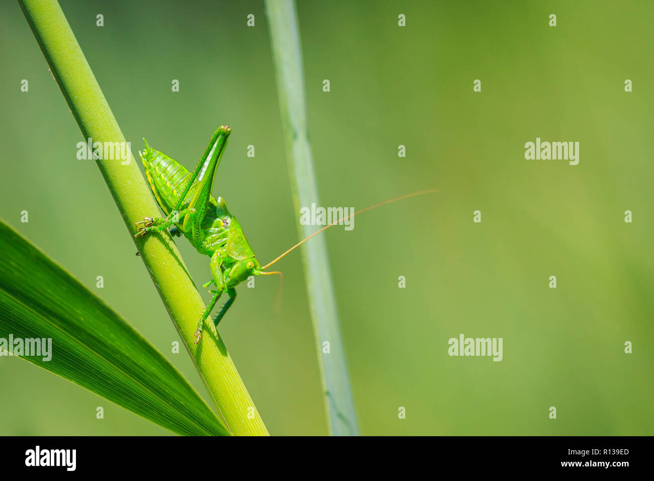 Macro close-up d'un grand Green Bush-cricket, Tettigonia viridissima. Banque D'Images