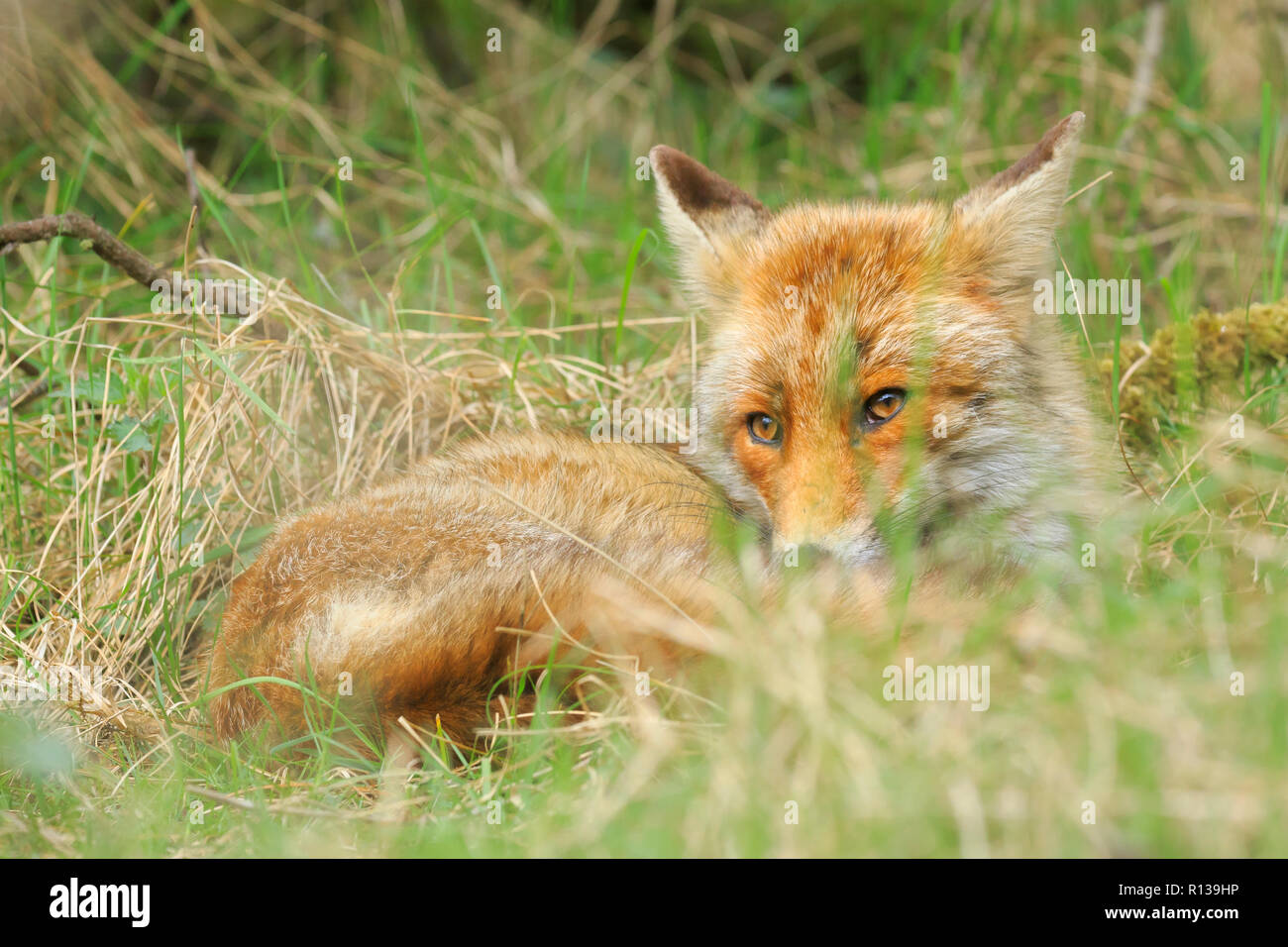 Point faible vue d'un jeune sauvage red fox (Vulpes vulpes) renarde et vous reposer dans le pré d'herbe et de bois. Banque D'Images