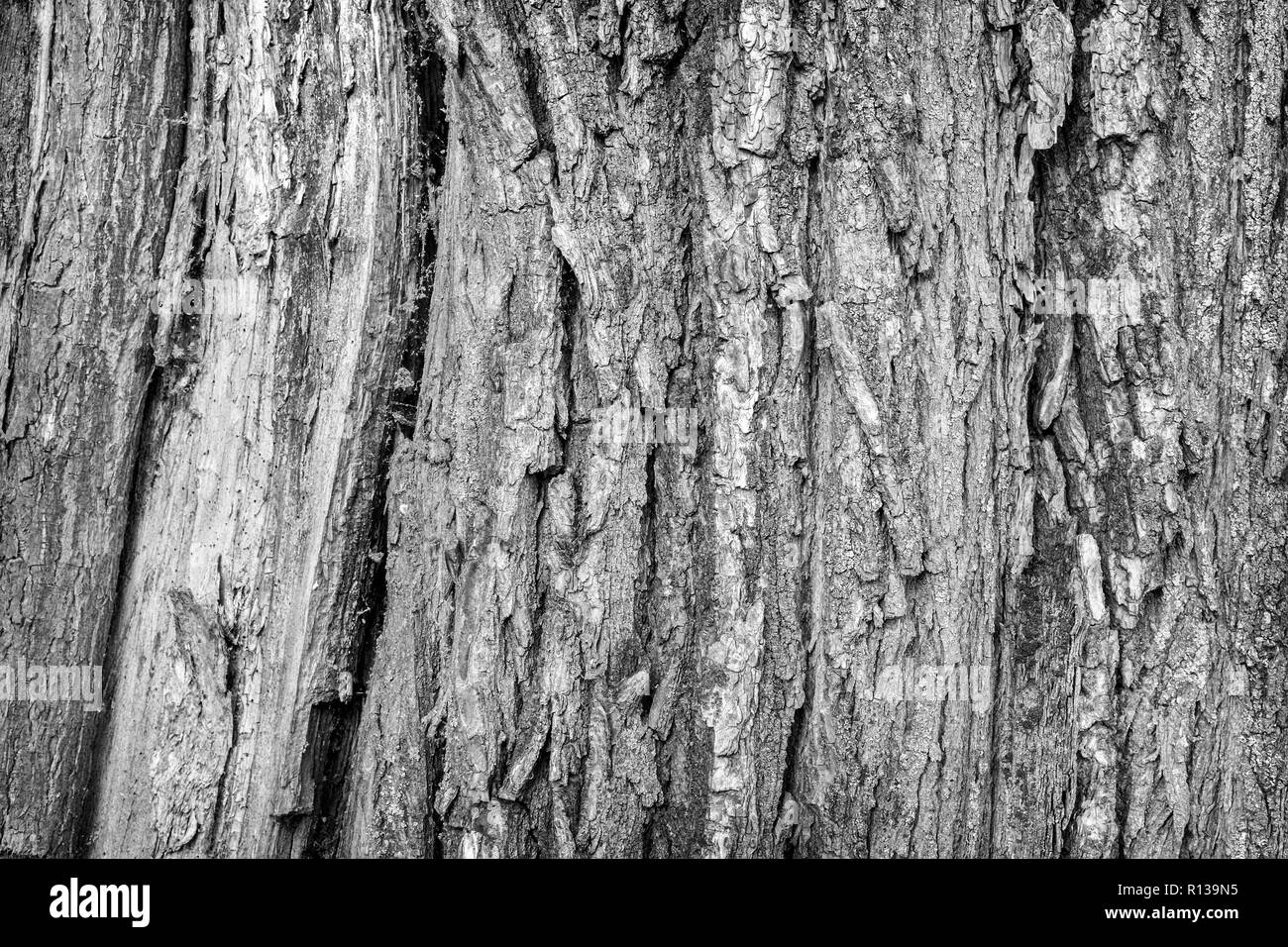 L'image de l'écorce d'un arbre naturel avec une forte structure de bois. Présenté close-up. Banque D'Images