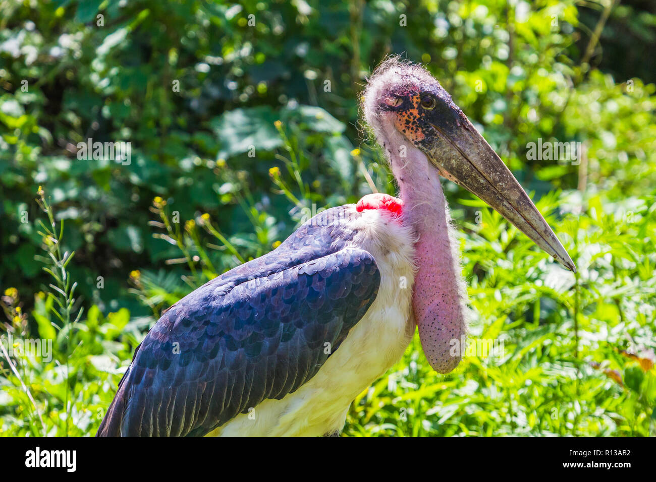 Marabou Stork. Le cratère du Ngorongoro Conservation Area. Banque D'Images
