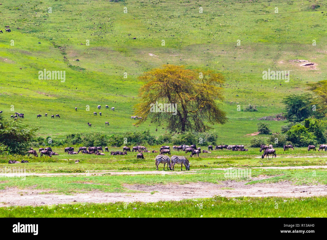 Le cratère du Ngorongoro Conservation Area. La Tanzanie. Banque D'Images