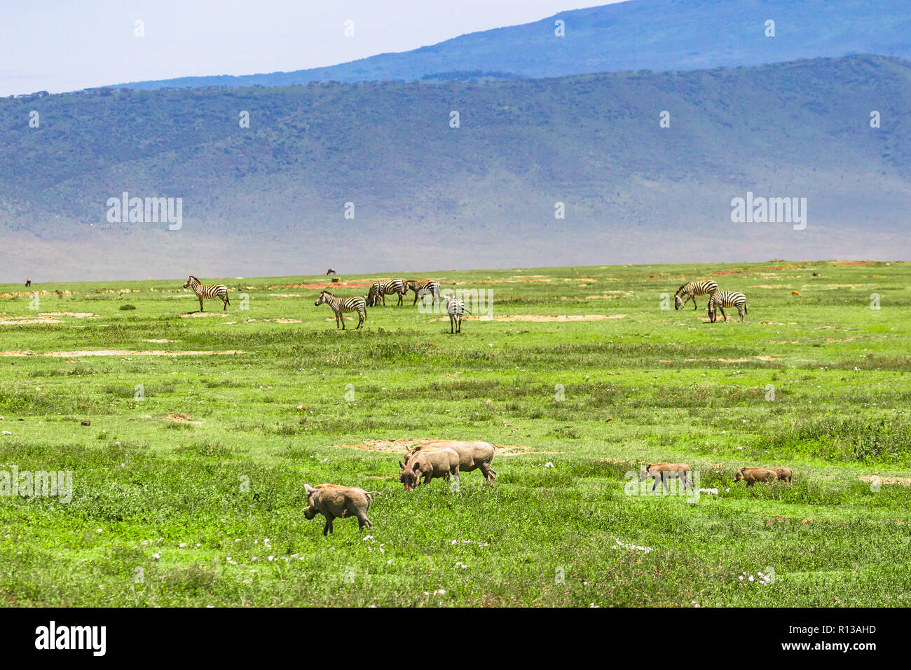 Le cratère du Ngorongoro Conservation Area. La Tanzanie. Banque D'Images