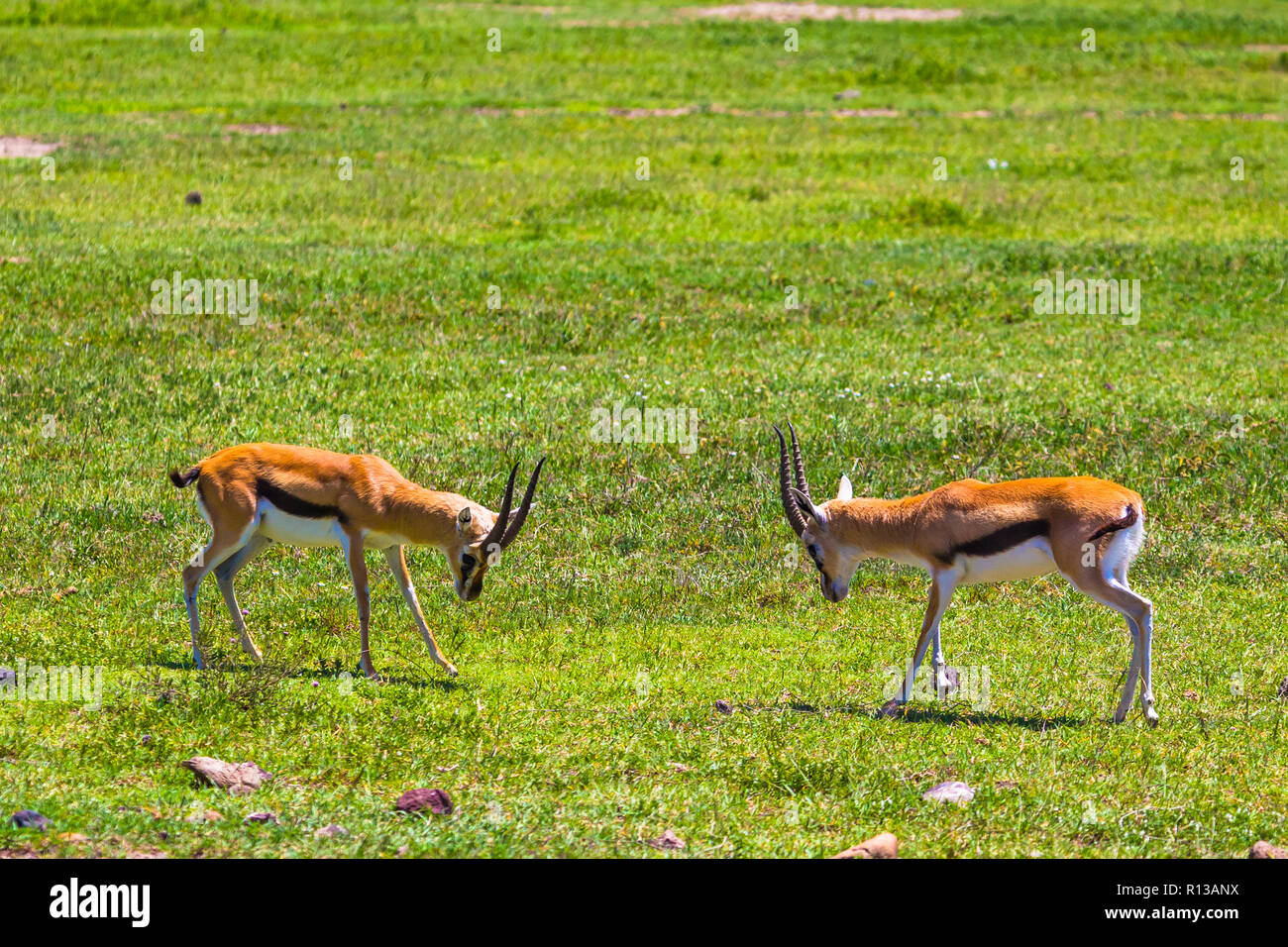 Les antilopes mâles Impala combat à cratère Ngorongoro Conservation Area. La Tanzanie. Banque D'Images