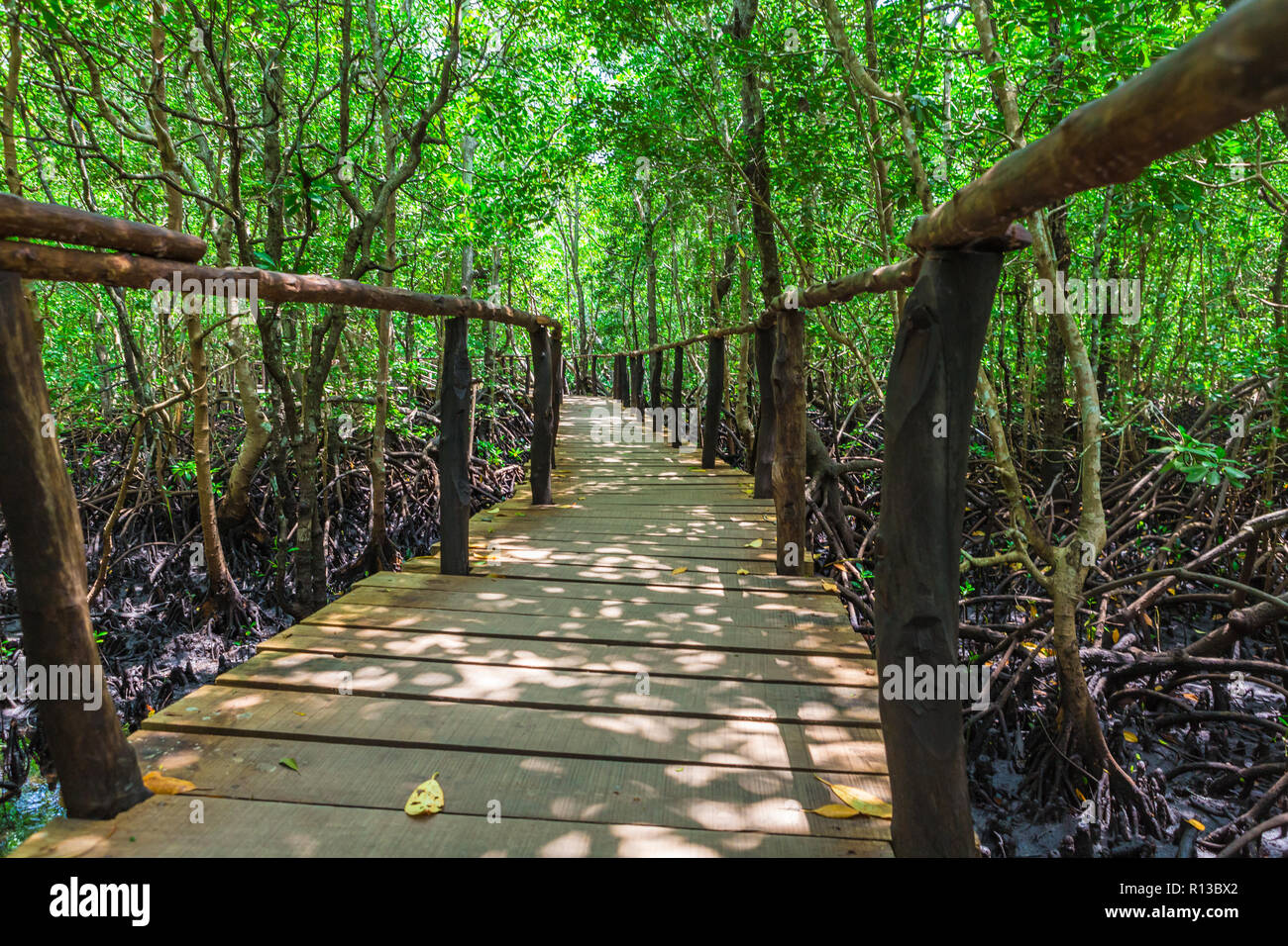 La forêt de Jozani mangrove. Zanzibar, Tanzanie. Banque D'Images