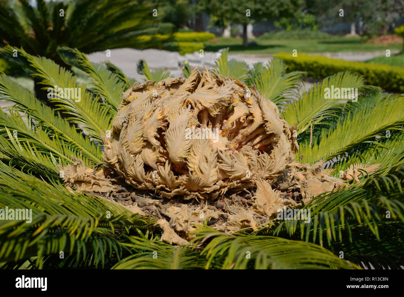 Fleurs Cycas Sagou ouvert Banque D'Images
