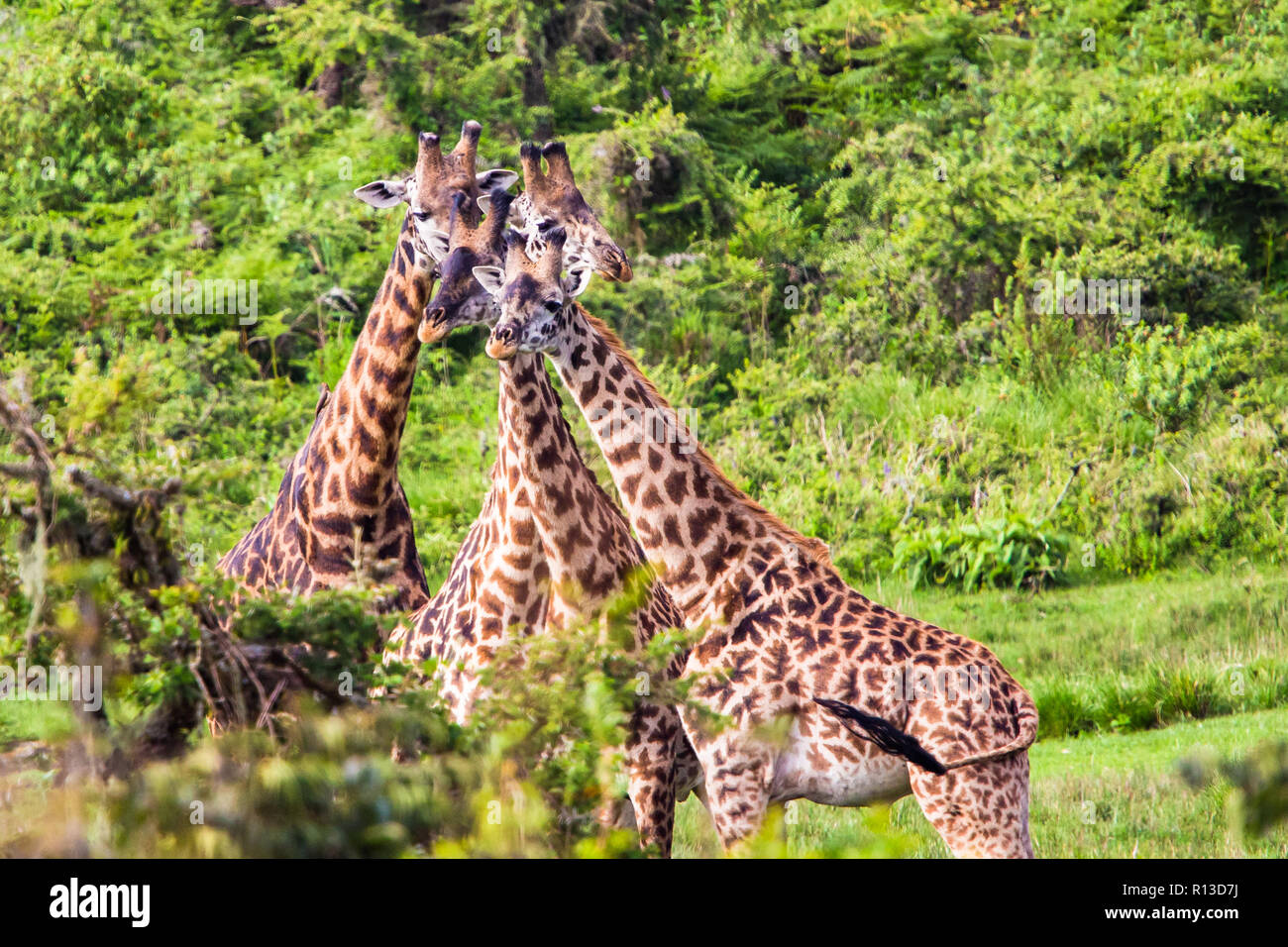 Girafe. Le cratère du Ngorongoro Conservation Area. La Tanzanie. Banque D'Images