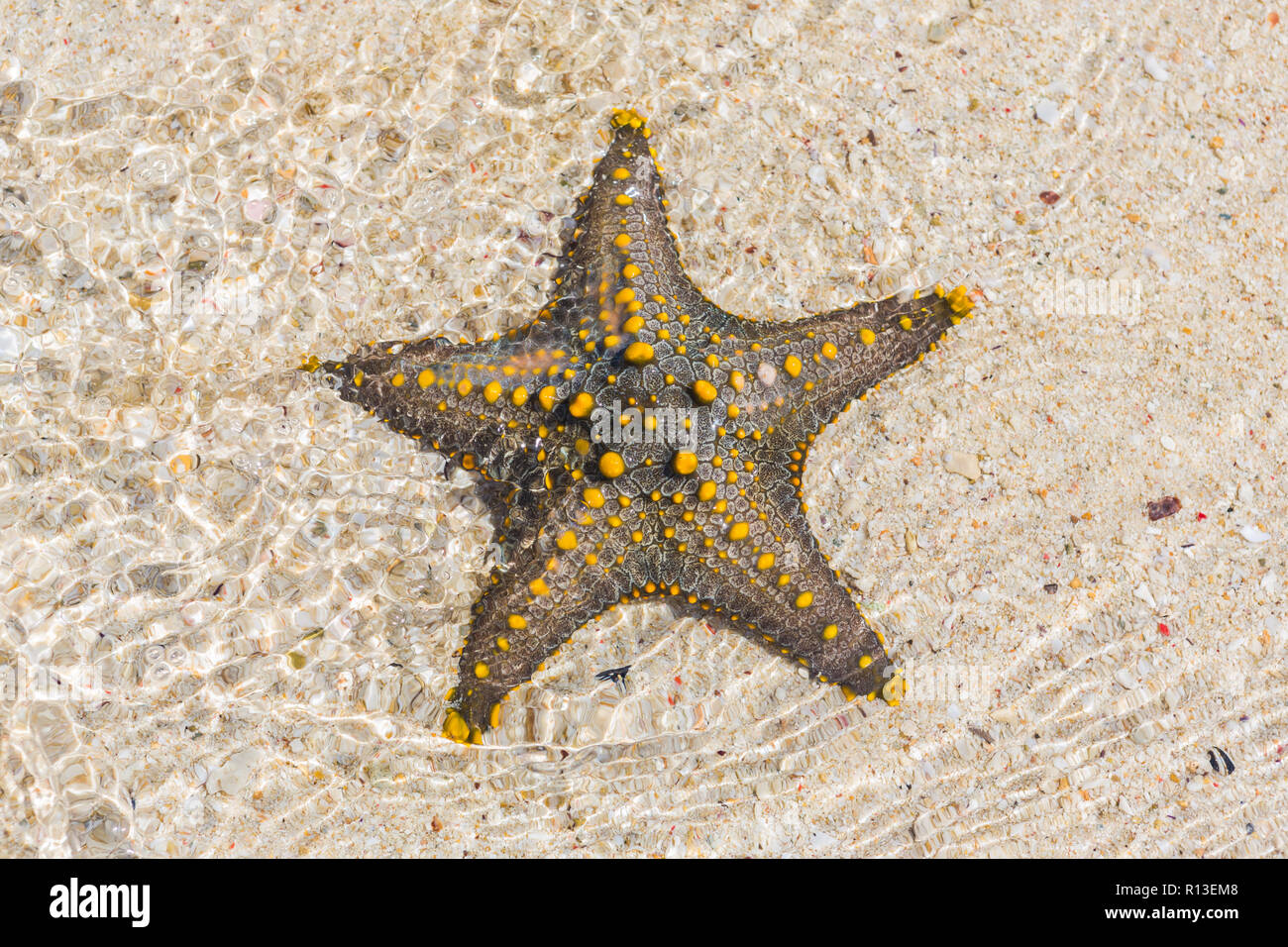 Étoile jaune bulbés. Zanzibar, Tanzanie. Banque D'Images