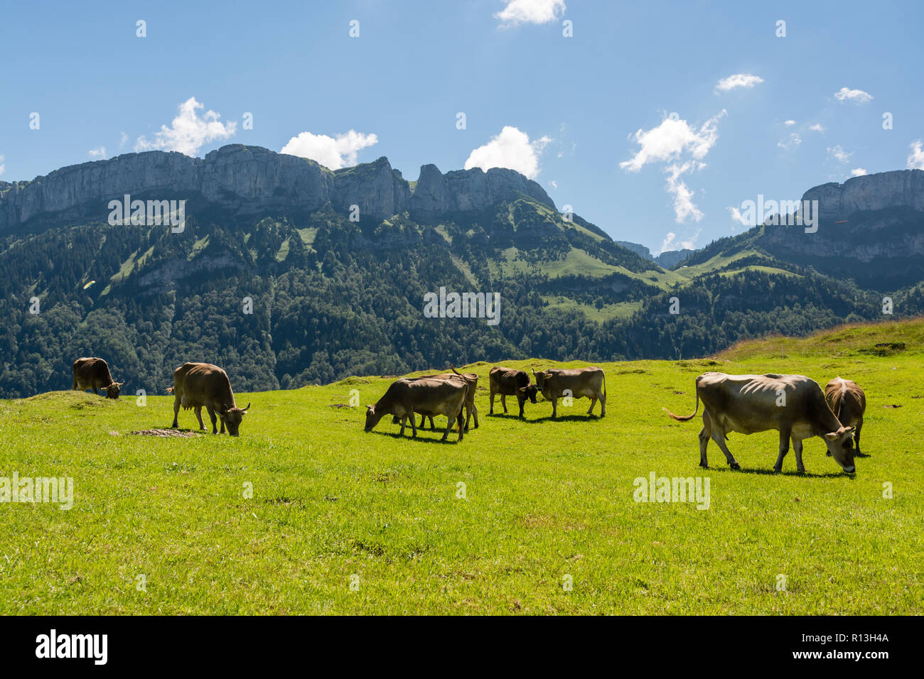 Les vaches de pâturage dans la belle ville de Zürich en Suisse Alpes Banque D'Images