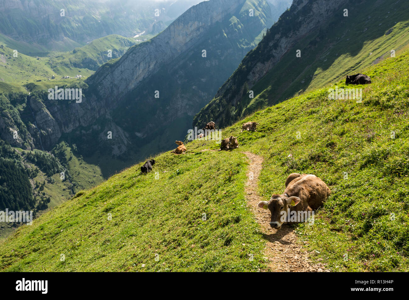 Sentier pédestre de blocage des vaches au cours de haute montagne randonnée pédestre dans les Alpes Suisse près de Appenzell Banque D'Images