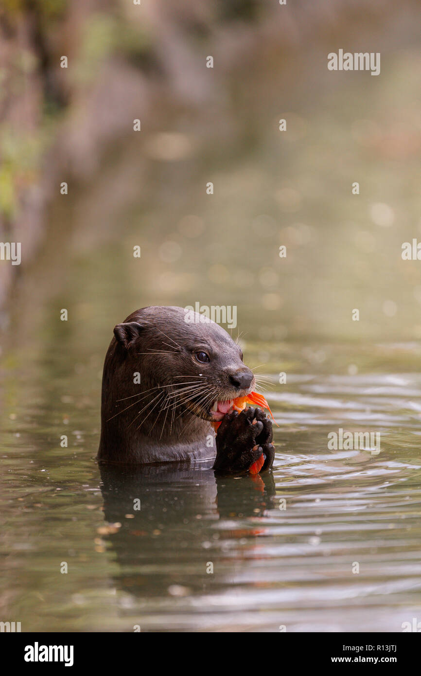 Enduit lisse Otter manger une carpe dans les jardins botaniques de Singapour Banque D'Images