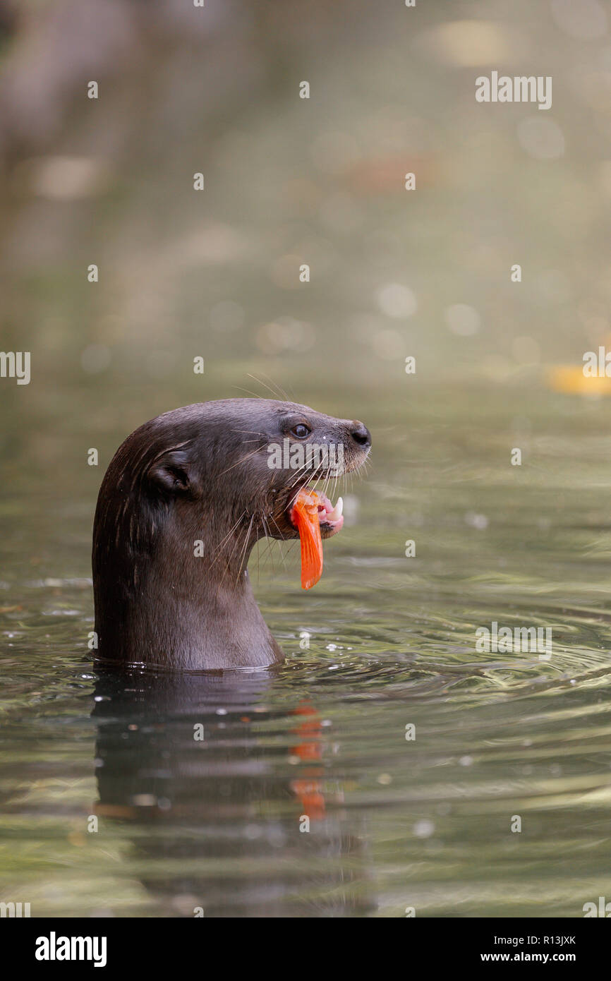 Enduit lisse Otter manger une carpe dans les jardins botaniques de Singapour Banque D'Images