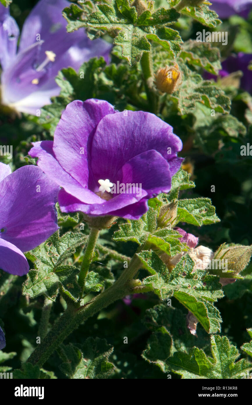 Sydney, Australie, la floraison pourpre alyogyne aussi connu comme un hibiscus lilas Banque D'Images