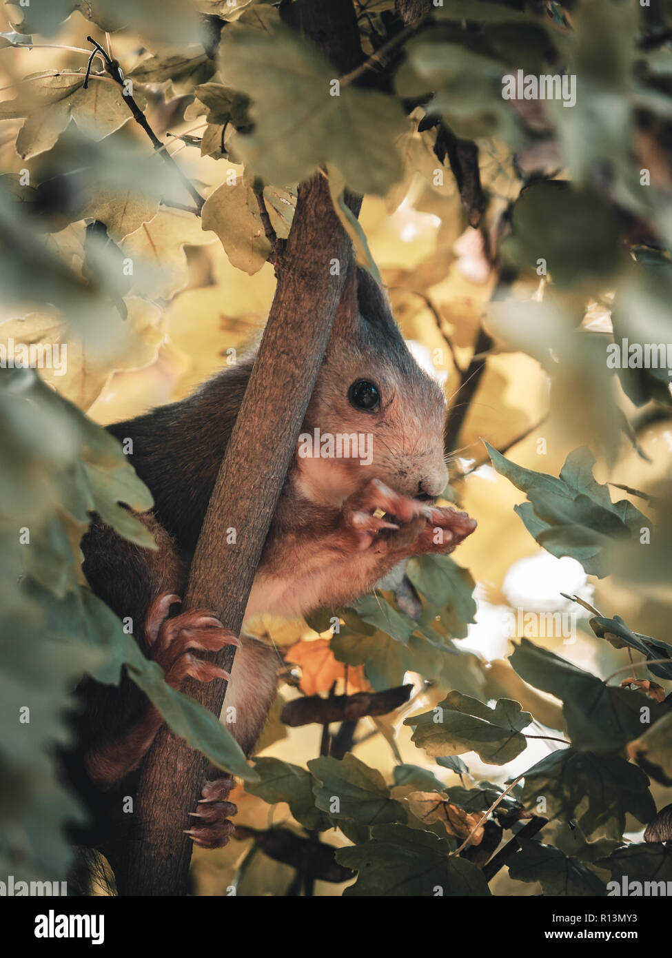 L'alimentation de l'écureuil au sommet d'un arbre Banque D'Images