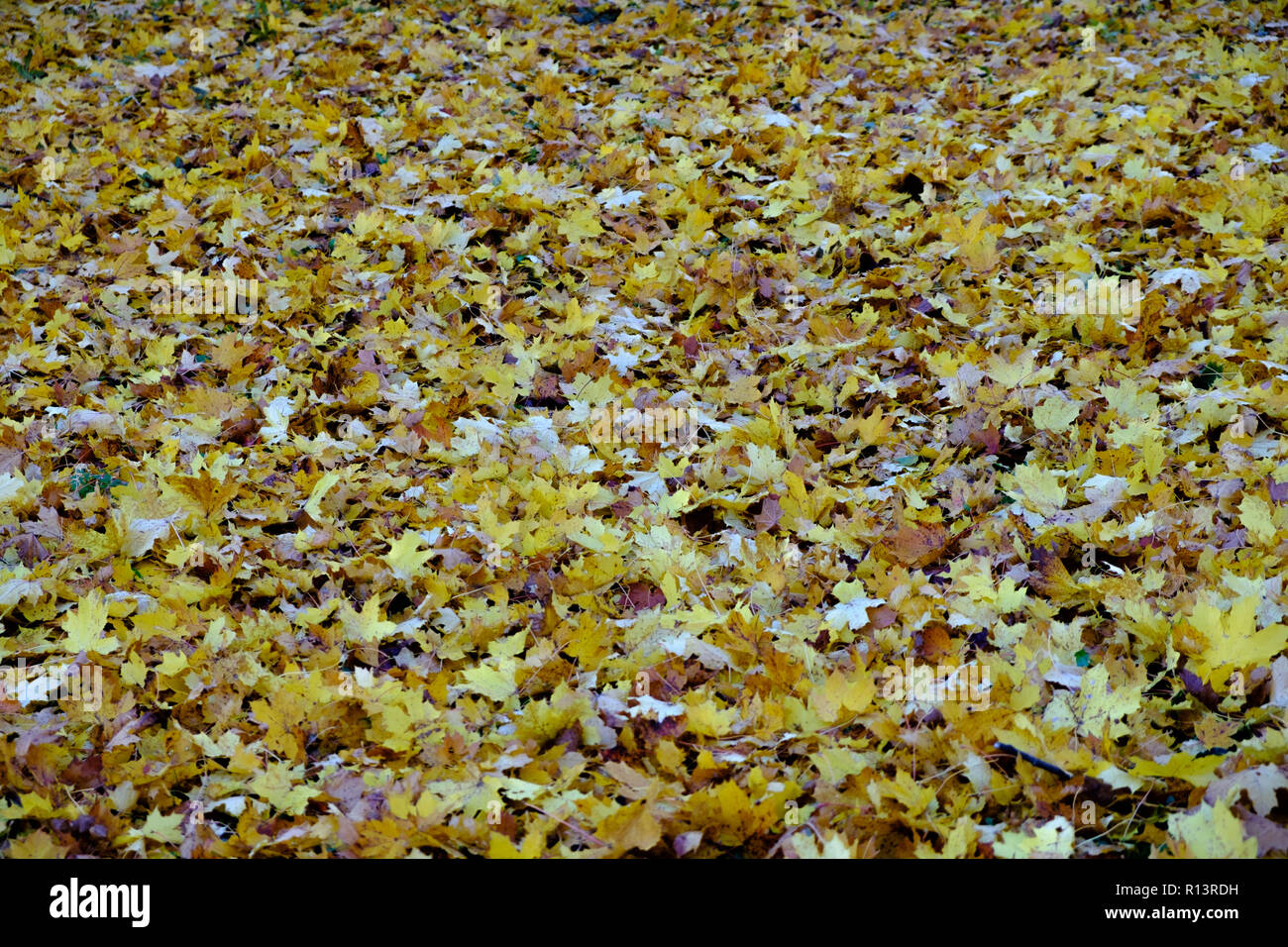 Compte tenu de la texture tombée feuilles d'érable. Arrière-plan de feuilles d'érable de l'automne parc Pulkovo Banque D'Images