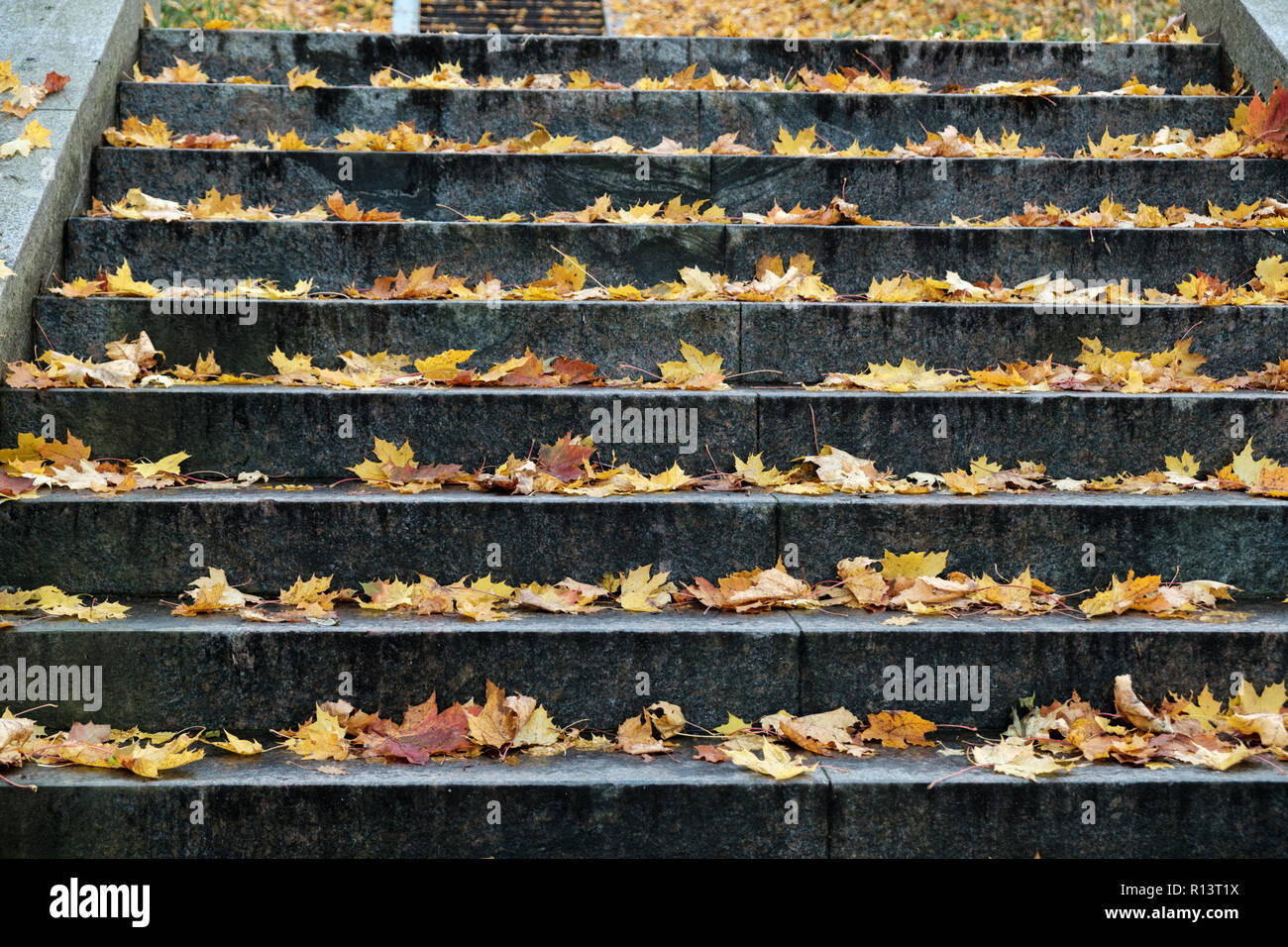 Escalier en granit avec des feuilles d'érable en automne parc. Cet escalier qui mène à l'Observatoire Astronomique Pulkovo park Banque D'Images