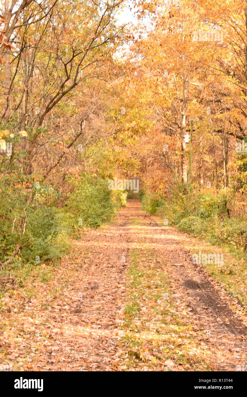 Route à travers les bois recouvert de feuilles en automne Banque D'Images