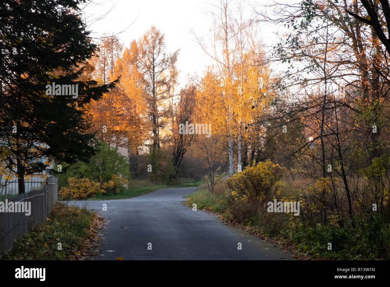 Route avec des feuilles tombées dans le cadre d'un automne parc Pulkovo Banque D'Images