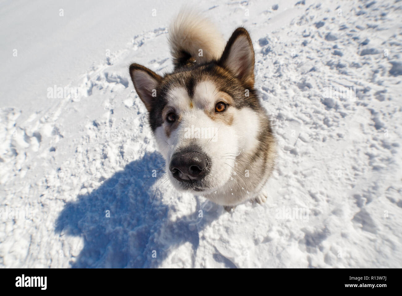 Fuuny close up portrait of Alaskan Malamute dans winter park. Banque D'Images